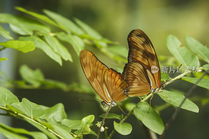 热带蝴蝶(Euploea mulciber)，马来西亚，亚洲